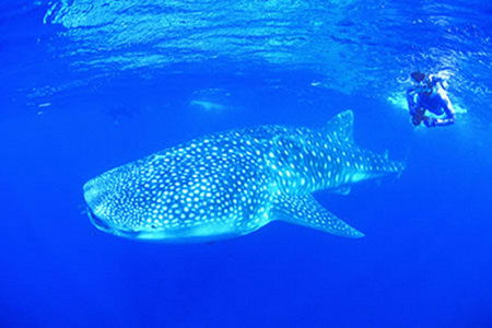 Ningaloo Reef Resort - Kawana Tourism 1