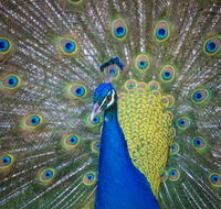 Willunga Peacock Farm Bed and Breakfast - Kawana Tourism