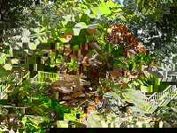 Rivers Edge Rainforest Retreat - Kawana Tourism 0