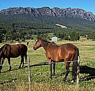 Hurlfield Farm Cottage - Kawana Tourism