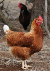 Hunter VIC Kawana Tourism