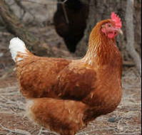 Avonmore Estate Biodynamic Winery - Kawana Tourism