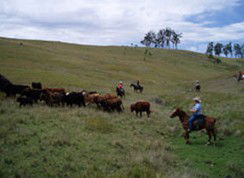Camp Cobark - Kawana Tourism 2