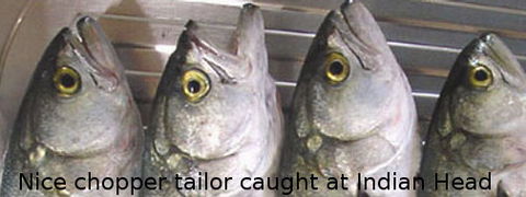 Fraser Island Fishing Units - Kawana Tourism 6