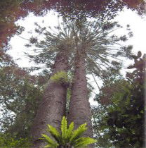 Aubigny ACT Kawana Tourism