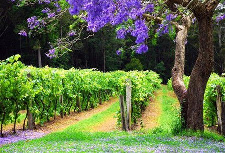 Bago Vineyards - Kawana Tourism 0
