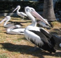 Christmas Cove Caravan Park - Kawana Tourism