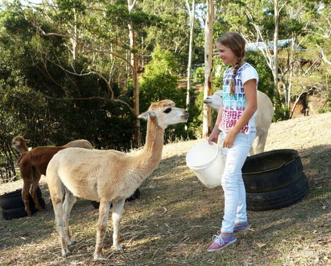 Wattle Gully Retreat - Kawana Tourism 5