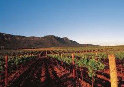 Peppers Guest House Hunter Valley - Kawana Tourism 2