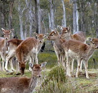 Lake Leake Chalet - Kawana Tourism