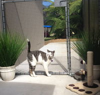 Caringbah Cat Hotel - Kawana Tourism