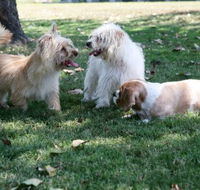 Durack Pet Motel - Kawana Tourism