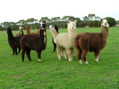 Mayfair Park - Kawana Tourism 2