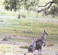 Kangaroo Ridge Retreat - Kawana Tourism