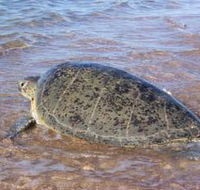 Mackerel Islands - Kawana Tourism
