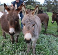 Donkey Tales Farm Cottages - Kawana Tourism