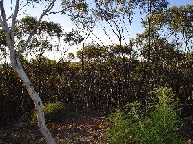 Foxhow ACT Kawana Tourism