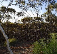 Lions Dryandra Woodlands Village - Kawana Tourism