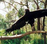 Curlew Hill Sanctuary - Kawana Tourism