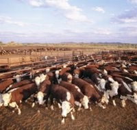 Bond Springs Outback Retreat - Kawana Tourism