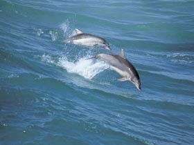 Seachange - Kawana Tourism 0