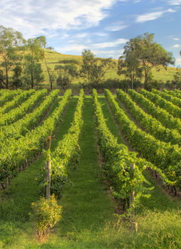 Balgownie Estate Vineyard & Spa - Kawana Tourism 4