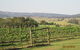 Tranquil Vale Vineyard & Cottages - thumb 5