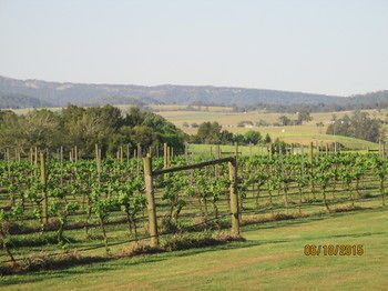Tranquil Vale Vineyard & Cottages - Kawana Tourism 5