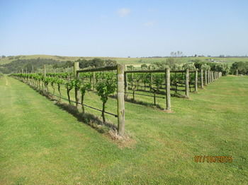 Tranquil Vale Vineyard & Cottages - Kawana Tourism 8