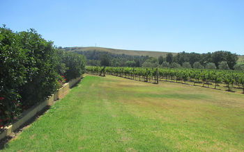 Tranquil Vale Vineyard & Cottages - Kawana Tourism 17