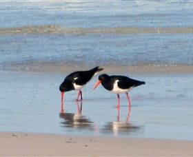 Lake Eckersley Campground - Kawana Tourism 4