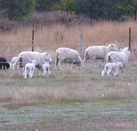 Auberge Woodend - Kawana Tourism