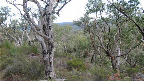 The Glen - Kawana Tourism 0