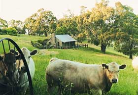Adelaide Hills Country Cottages - Gum Tree Cottage - Kawana Tourism 1
