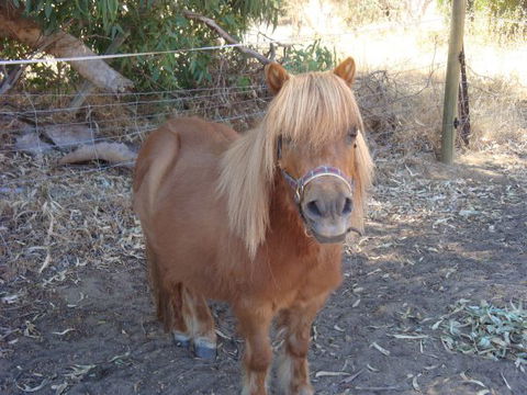Bindoons Windmill Farm - Kawana Tourism 5