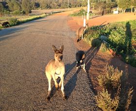 Bindoons Windmill Farm - Kawana Tourism 0