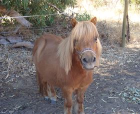 Bindoons Windmill Farm - Kawana Tourism 3