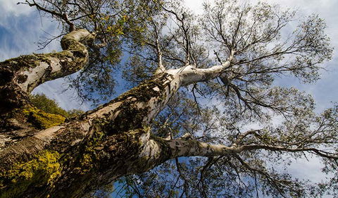 Little Murray Campground - Kawana Tourism 2