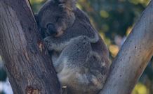 Port Stephens Treescape - Kawana Tourism 5