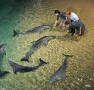 Tangalooma Wild Dolphin Resort - Kawana Tourism