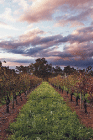 Lamonts Winery Restaurant  Gallery - Kawana Tourism