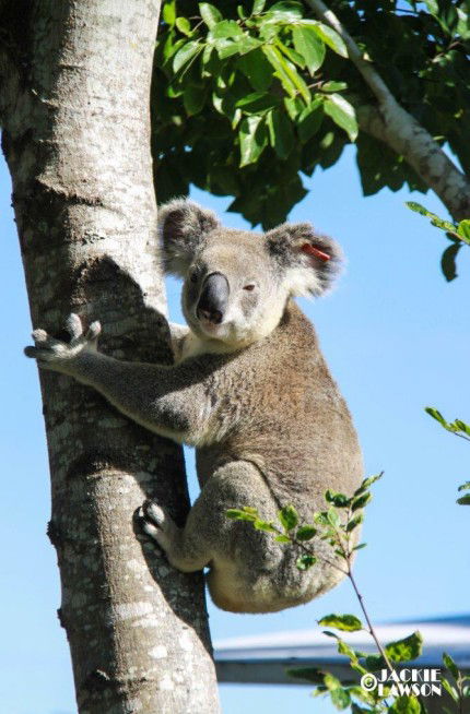 Esk Caravan Park And Rail Trail Motel - Kawana Tourism 5
