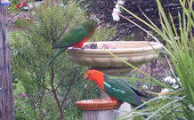 Valley View Motel Murrurundi - Murrurundi - Kawana Tourism 4