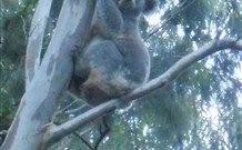 Barrington Tops Organic Retreat - Kawana Tourism 7