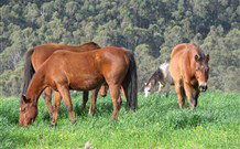 Mansfield Cottage Barrington Tops Accommodation - Kawana Tourism 1