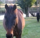 Reynella Kosciusko Rides Accommodation - Kawana Tourism
