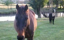 Reynella Kosciusko Rides Accommodation - Kawana Tourism 0