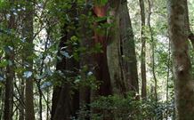 Cougal Park Bed And Breakfast - Kawana Tourism 5