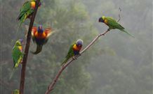 Cougal Park Bed And Breakfast - Kawana Tourism 6