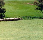 Gooromon Park Cottages - Kawana Tourism
